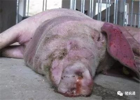 冬季易引发母猪猝死的五大疾病，必须引起养猪人注意