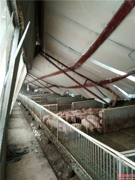 多地猪场遭受暴雪灾害，会对猪价走势产生影响吗？