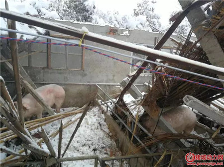 多地猪场遭受暴雪灾害，会对猪价走势产生影响吗？