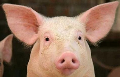 2017年温氏出栏生猪1904.17万头，牧原723.7万头，正邦342.25万头
