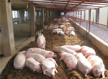 国家将全面助力生猪养殖，养猪户们的好日子来了