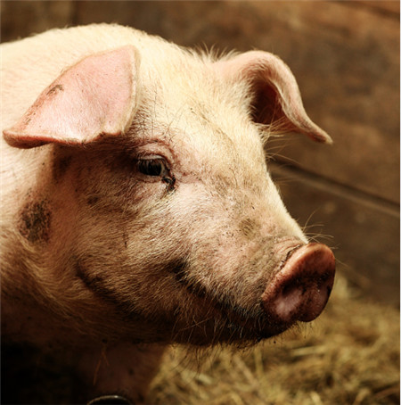 首届（2018）哈尔滨国际猪业峰会暨生猪产业活动周即将举办