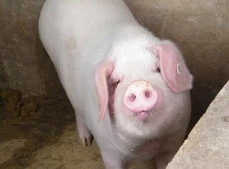 专家指出将来饲料厂要为养猪场打工！其中有何隐情？