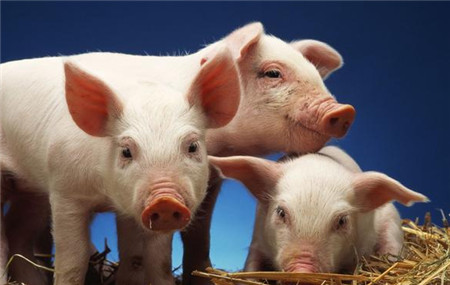 猪的生长速度与饲料有关吗？该如何判断和采取措施？