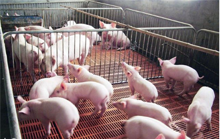 小型养猪场的生产工艺流程是什么样的？