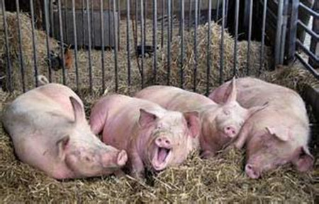 冬季猪病流行分析与对策
