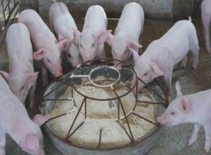 老刘养猪培训 饲料——猪都需要哪种营养？