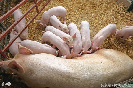 猪病通兽医老师教你母猪产褥热症状及治疗方法！