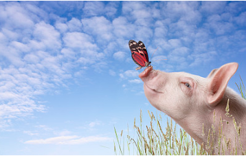 对于计划卖猪的养猪人来说，尽早获得猪价消息是十分重要的。但是实际上，养猪人收到的涨跌消息总比猪中介慢。