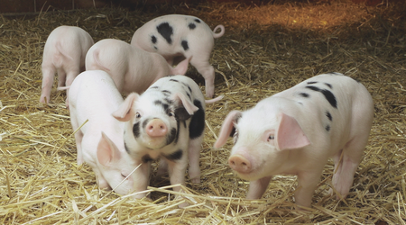 老刘养猪培训 饲料——能量对猪有多重要？