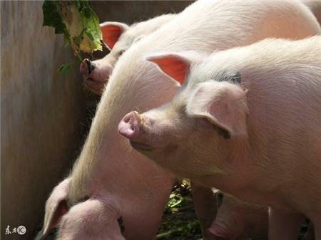 猪价继续低迷，难道全国养猪户们的涨价之梦破灭？