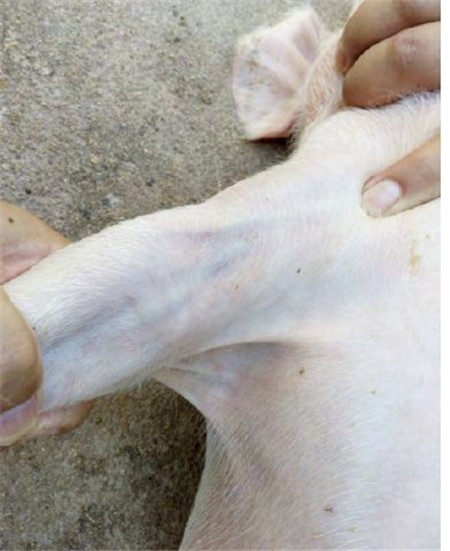 猪前肢静脉推注药物治疗猪病 手把手速成兽医高手