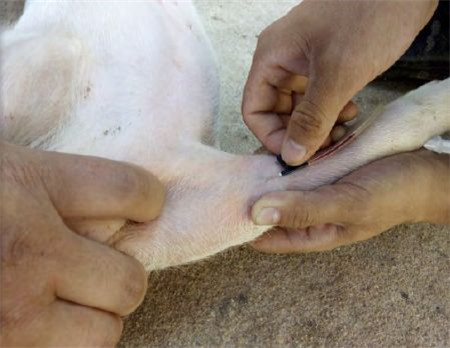 猪前肢静脉推注药物治疗猪病 手把手速成兽医高手