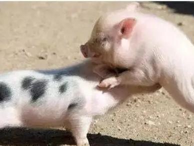 一群猪攻击一头猪，这个猪错在哪里？