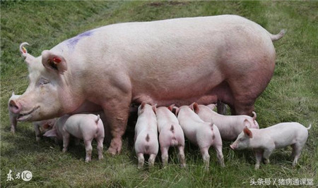 母猪保健不好会导致仔猪黄、白痢发生吗？