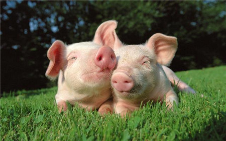 春天是养猪的好季节，那么怎么养才能赚钱？