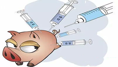 猪场疫苗免疫注射7项禁忌，看到的都收藏了
