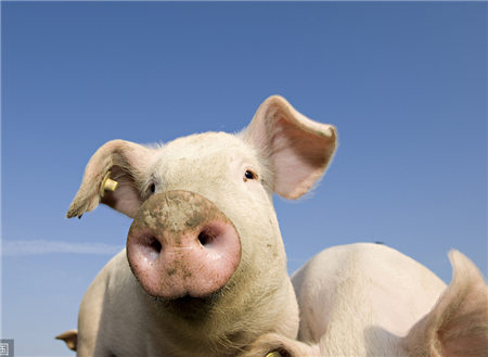 预计春节前猪肉价格将有一波小幅上涨