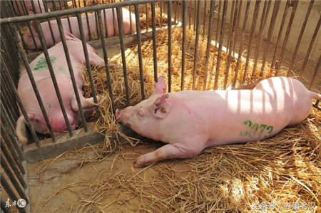 养猪新人应该知道的事，搭建猪圈如何规划？