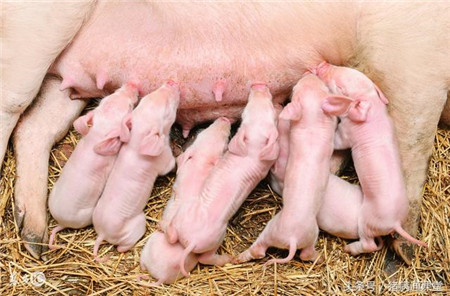 如何避免母猪流产？母猪出现流产了，该如何治疗呢？