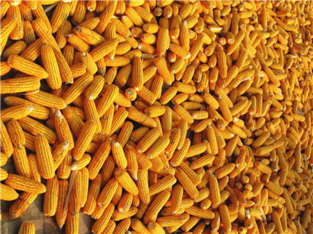 玉米市场遭遇“拍卖与进口”双重打击