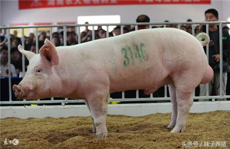 猪场养猪人教给如何采精，想要猪场扩大规模这个技术要学会