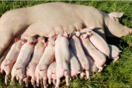 为什么说初产母猪带仔不宜过多？过度消耗可能会提高淘汰率