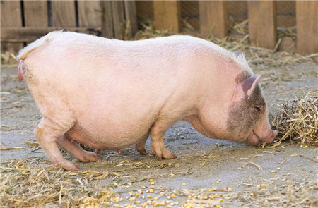冬天，猪舍最重要的就是防寒保暖。一旦保温不到位，由于气温的骤降，猪群就会感染这样那样的疾病。