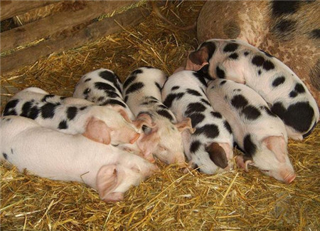养猪人需注意，这些养猪小偏方能治大病！