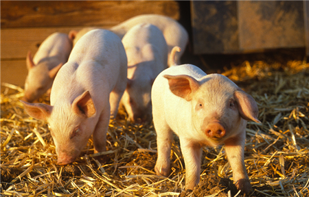 低温促使猪价上涨省份增加，猪价能否全面“破冰”