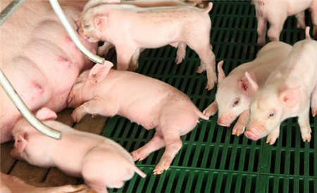 哺乳母猪的这六个饲养管理要点，老养猪人都知道