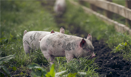 建好猪舍才能养好猪，常见猪舍种类，哪一种更适合你呢？