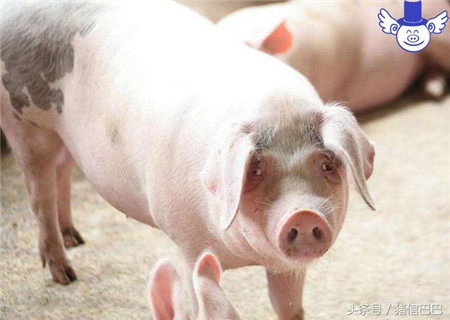 长期在猪的日粮中添加土霉素是万万不可取的