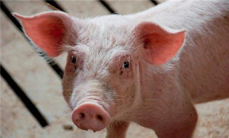 猪高热病的防治绝招，不知道的养殖户损失惨重！