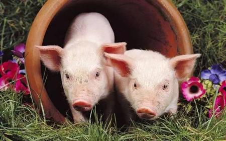 发酵床养猪，猪却不在床上，原来农民将猪养在这个地方！