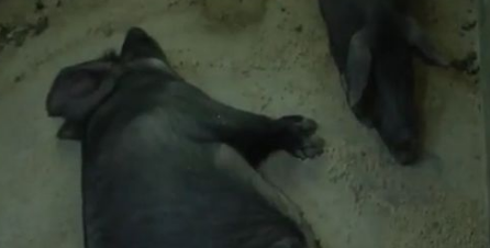 绿色生态养殖的猪瘸腿趴窝，竟然是因为缺钙