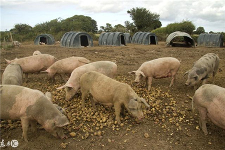 养猪场用原粉的弊端，务必引起养殖户重视！