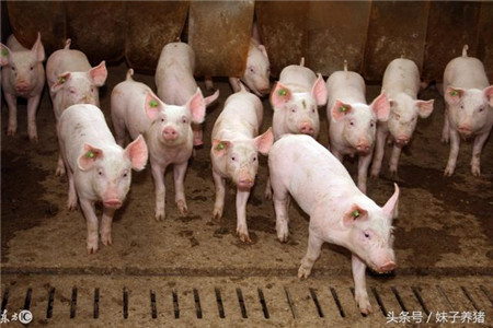 猪场断奶小猪拉稀损失大，养猪人应该如何解决？
