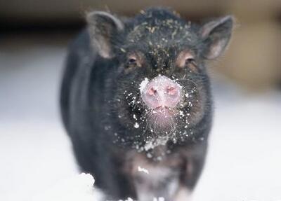 冬天养猪农民注意4点，猪又肥又壮，还能卖个好价钱