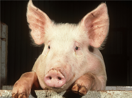 不可忽视的猪舍有害气体！如何保持舍内空气的质量？