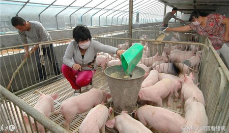 猪场光照对于猪有什么具体好处，养猪人应该怎么做？