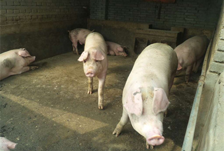 8种病猪，养猪人需要知道的两种治疗办法