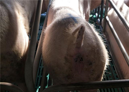 为啥猪配种后会有流产和返情的现象呢？