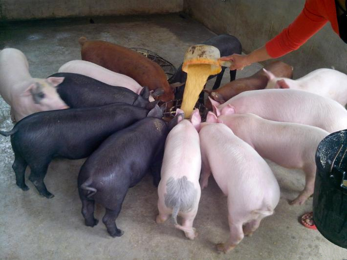 2018年1月31日，全国主产区外三元生猪均价14.25元/kg，较昨日跌0.20元/kg。生猪价格最高地区浙江，均价15.5元/kg，最低地区为黑龙江，均价13.1元/kg。