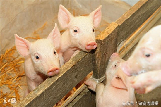 保育期仔猪吃得好到底有多重要