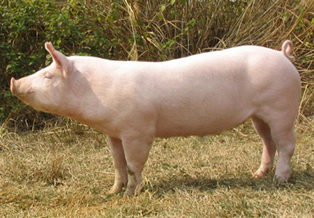猪缺少钙质也会出大问题！