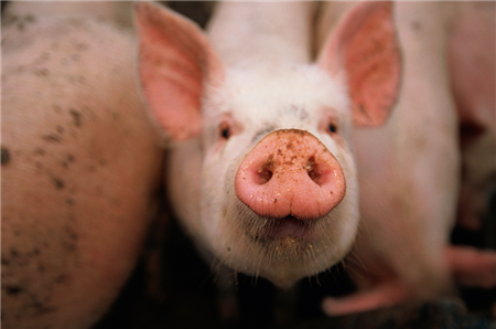 养猪案例：滥用缩宫素的不良后果