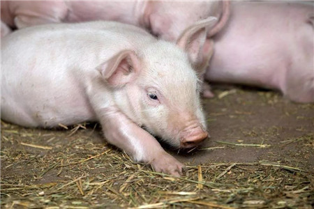 如何辨别猪是否生病？猪病辨别方法大全！