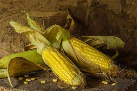 国内玉米市场逐渐收到“降温”信号