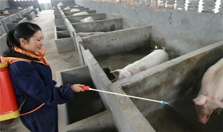 猪场消毒是个技术活，即便养猪十年，你都不一定全会！